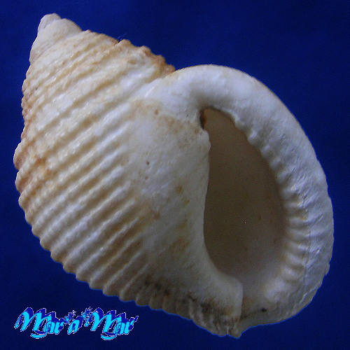 Oocorys lussii (Bozzetti L., 1990)