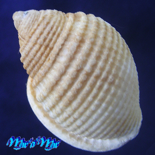 Alternative view of Oocorys lussii (Bozzetti L., 1990)