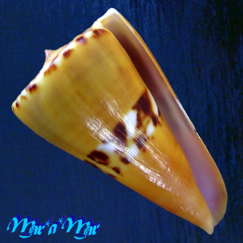 Conus riosi Petuch, 1986