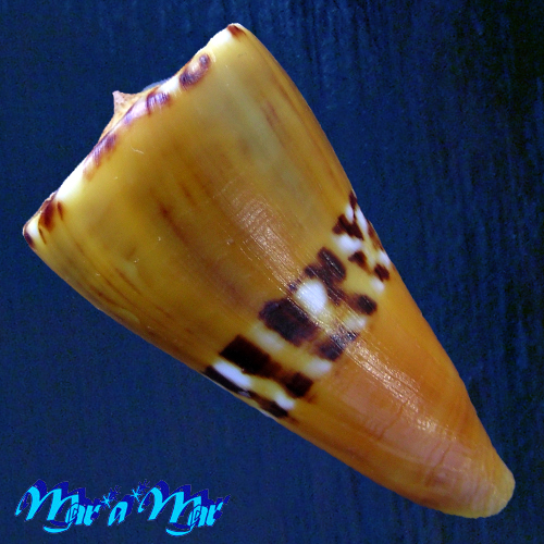 Alternative view of Conus riosi Petuch, 1986