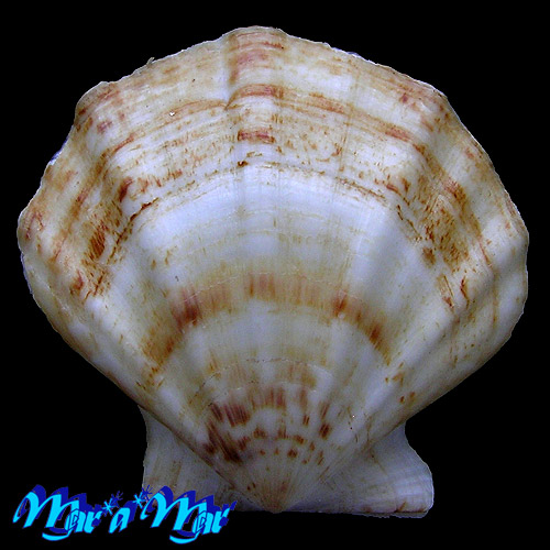 Flexopecten glaber proteus Dillwin, 1817