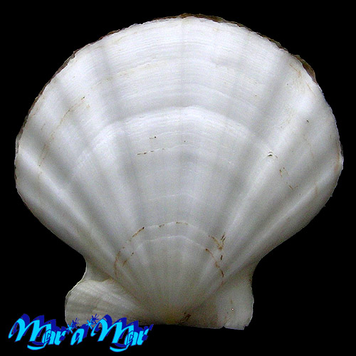 Alternative view of Flexopecten glaber proteus Dillwin, 1817