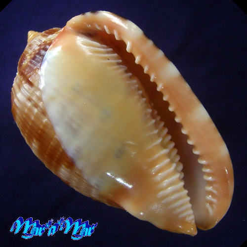 Cypraeacassis testiculus (Linnaeus, 1758)