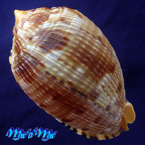 Alternative view of Cypraeacassis testiculus (Linnaeus, 1758)