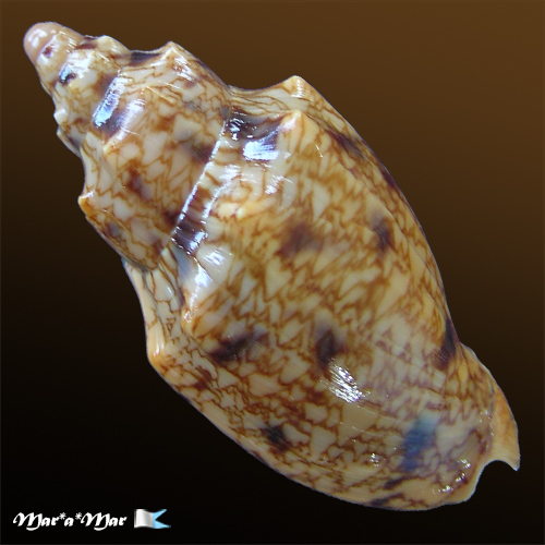 Alternative view of Odontocymbiola americana (Reeve, 1846)