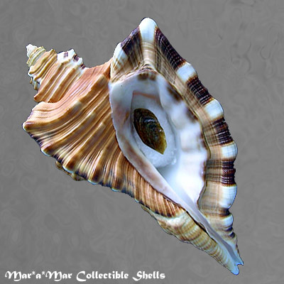 Cymatium raderi D´Attilio & Meyers, 1984