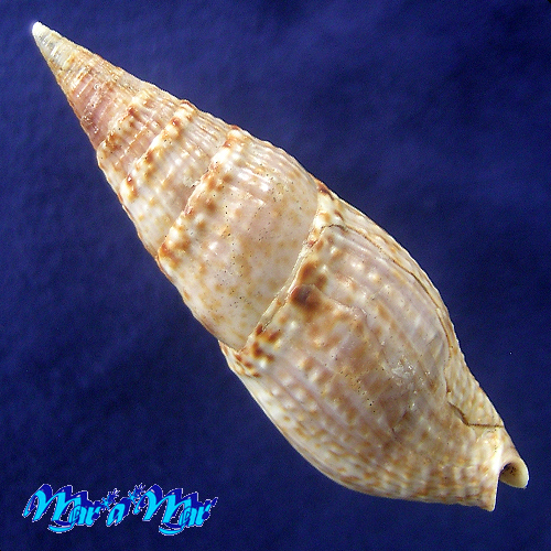 Alternative view of Colubraria procera (Sowerby, 1832)