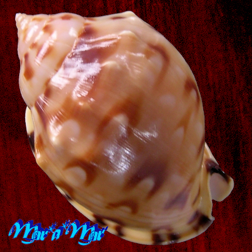 Semicassis labiata iheringi (Carcelles, 1953) - Imagem 2