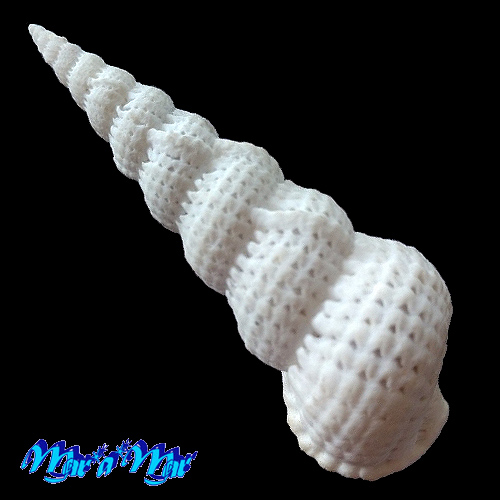 Alternative view of Cirsotrema varicosum (Lamarck, 1822)