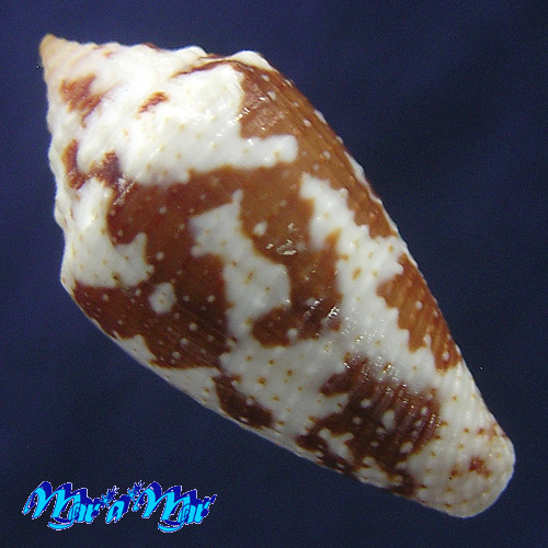 Alternative view of Conus (Tenorioconus) curassaviensis Hwass, 1792