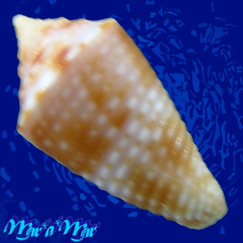 Conus cf. marinae Petuch & Myers, 2014 - Imagem 2
