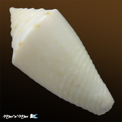Conus sp. - Image 2