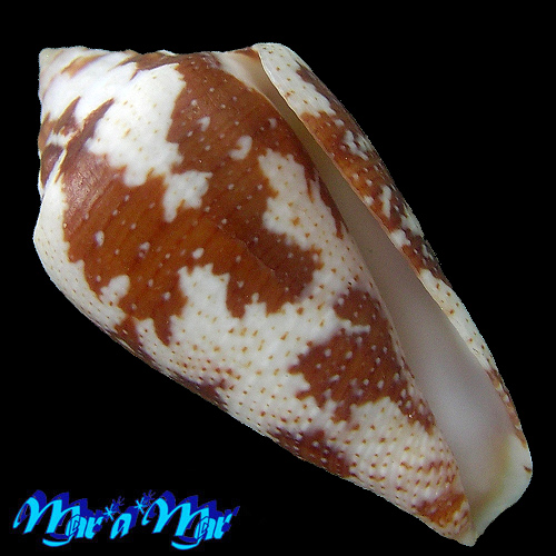 Conus (Tenorioconus) curassaviensis Hwass, 1792