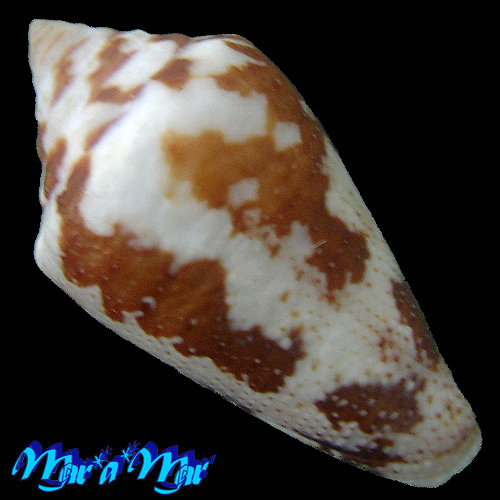 Alternative view of Conus (Tenorioconus) curassaviensis Hwass, 1792