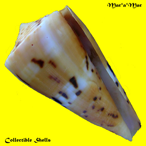 Conus (Dauciconus) valentinae D.Monteiro & A. Monteiro, 2024