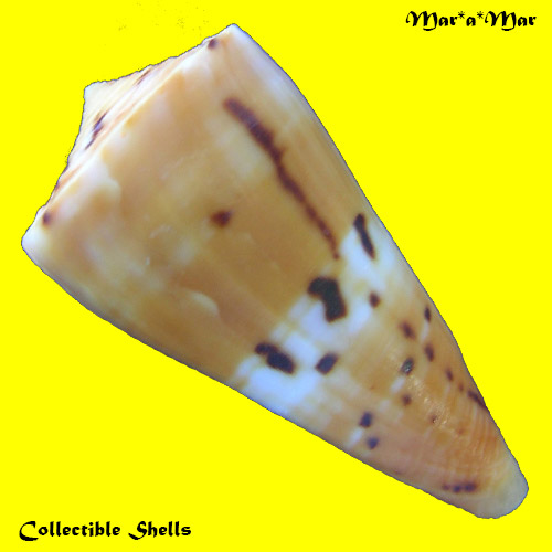 Alternative view of Conus (Dauciconus) valentinae D.Monteiro & A. Monteiro, 2024