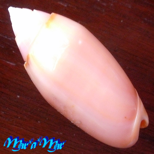 Alternative view of Oliva annulata carnicolor Dautzemberg, 1927