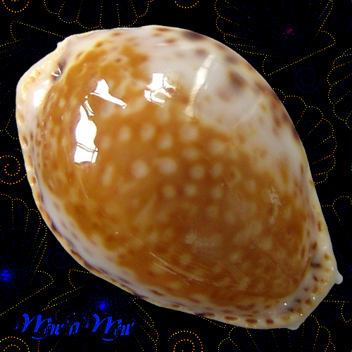 Cypraea acicularis marcuscoltroi (Petuch, 2015)