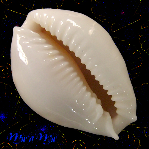 Alternative view of Cypraea acicularis marcuscoltroi (Petuch, 2015)