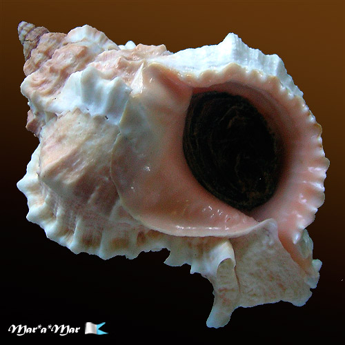 Phyllonotus globosus (Emmons, 1858)