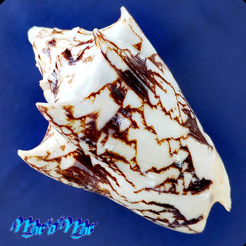 Alternative view of Cymbiola vespertillio mactan (Linnaeus, 1758)