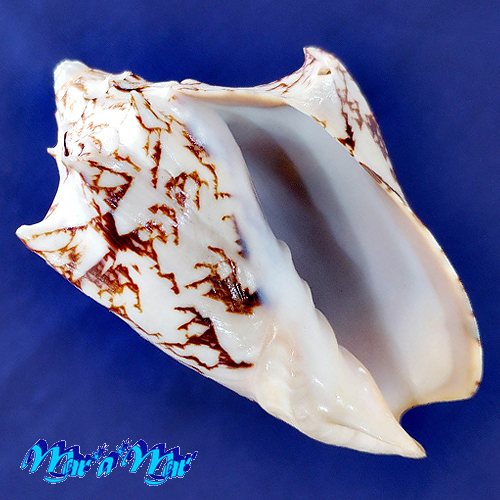 Cymbiola vespertillio mactan (Linnaeus, 1758)