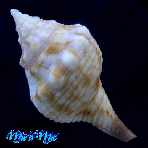 Alternative view of Afer lansbergisi Delsaerdt, 1993