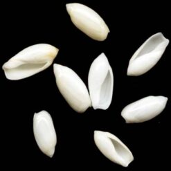 Ancilla faustoi Mathews & Mathews,1978