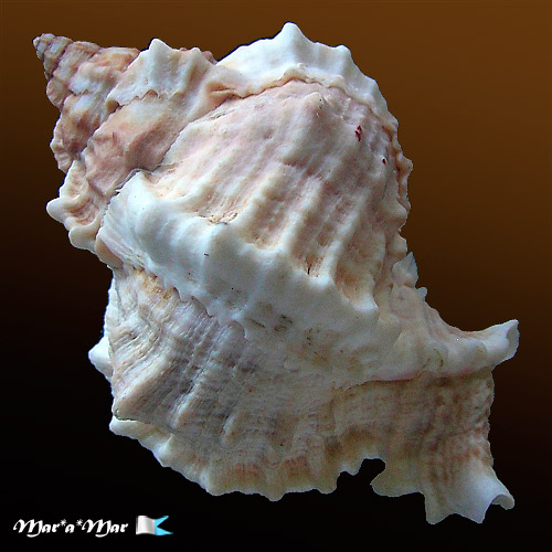 Phyllonotus globosus (Emmons, 1858) - Imagem 2