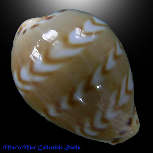 Cypraea (Palmadusta) ziczac ziczac (L., 1758)