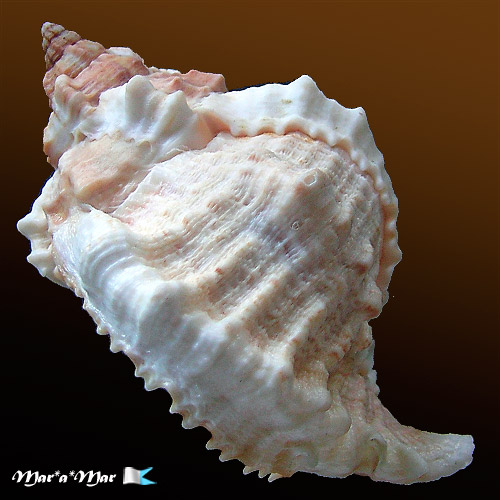 Phyllonotus globosus (Emmons, 1858) - Imagem 3