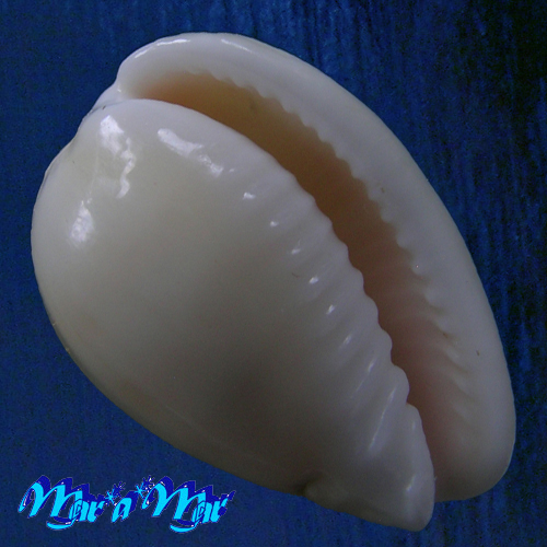 Persicula robusta (Sowerby, 1904)