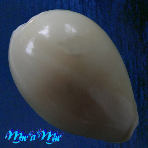 Alternative view of Persicula robusta (Sowerby, 1904)