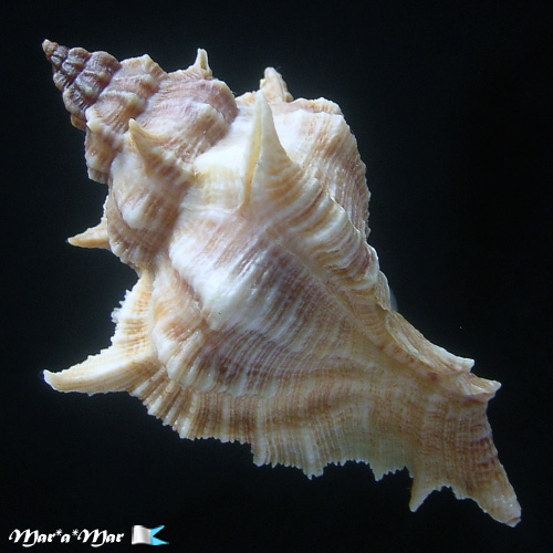 Chicoreus senegalensis (Gmelin, 1790)