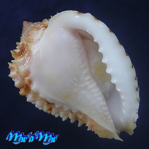 Morum praeclarum Melvill, 1919