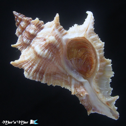 Chicoreus senegalensis (Gmelin, 1790) - Image 2