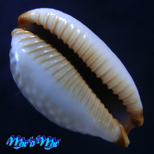 Alternative view of Cypraea limacina interstincta Wood, 1828