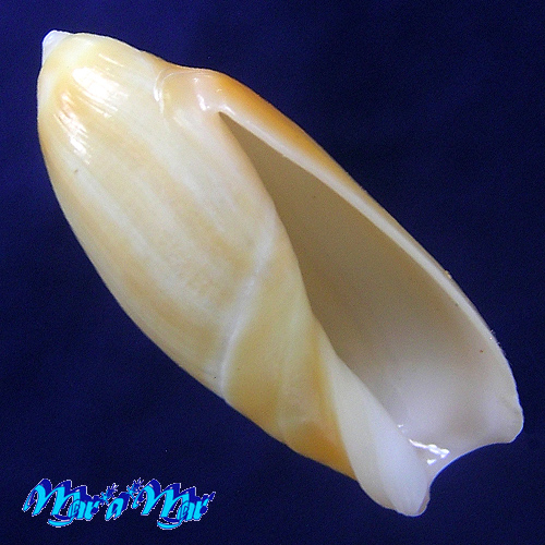 Ancilla faustoi Mathews & Mathews,1978