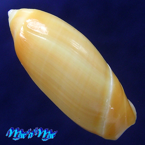 Alternative view of Ancilla faustoi Mathews & Mathews,1978