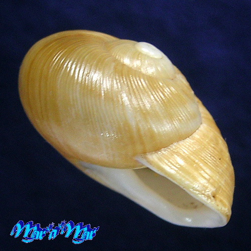 Zachrysia provisoria (Pfeiffer, 1844)