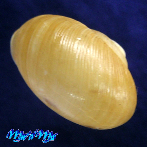 Alternative view of Zachrysia provisoria (Pfeiffer, 1844)