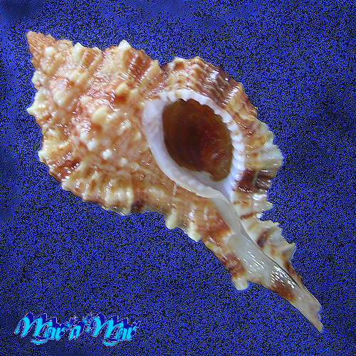 Siratus coltrorum E. Vokes, 1991