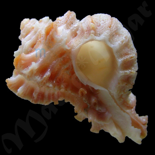 Murexiella macgintyi M Smith, 1938