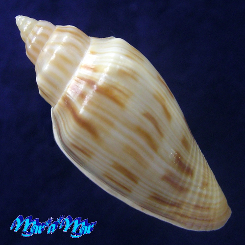 Alternative view of Afriathleta semirrugata trixiae S. Veldsman & J. Velsman, 2022