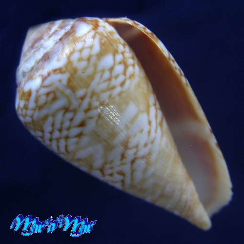 Conus cacao Ferrario, 1993