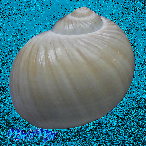 Alternative view of Notocochlis gualteriana Recluz, 1844