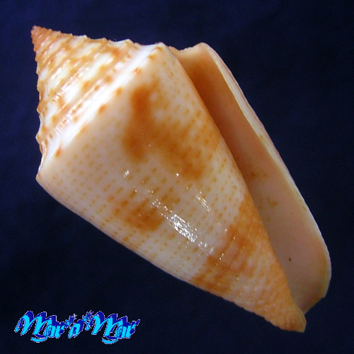 Conus ericmonnieri Petuch & Myers, 2014