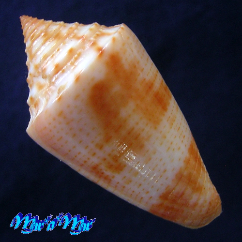 Alternative view of Conus ericmonnieri Petuch & Myers, 2014