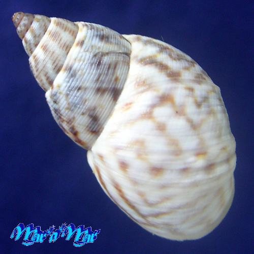 Alternative view of Littorina angulifera (Lamarck, 1822)