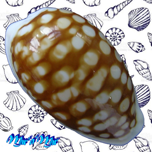 Cypraea (Cribrarula) cribraria comma (Perry, G., 1811)